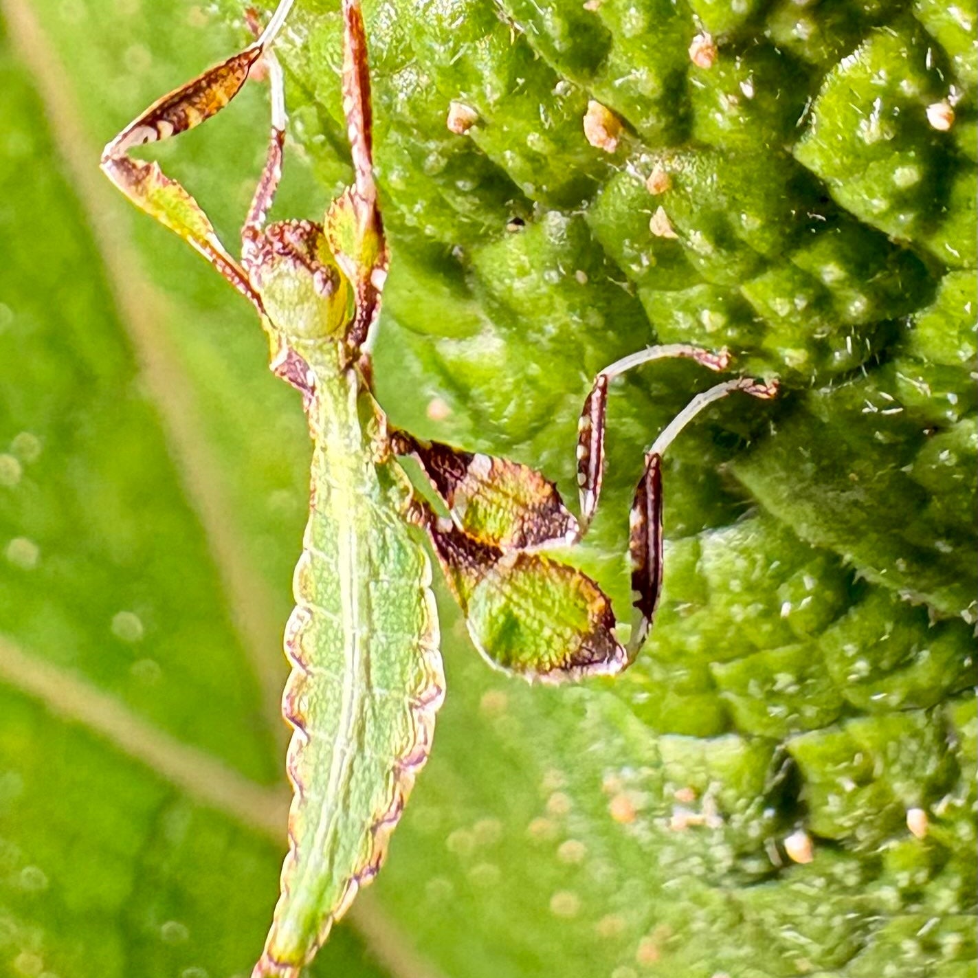Phyllium philippinicum Nymphs