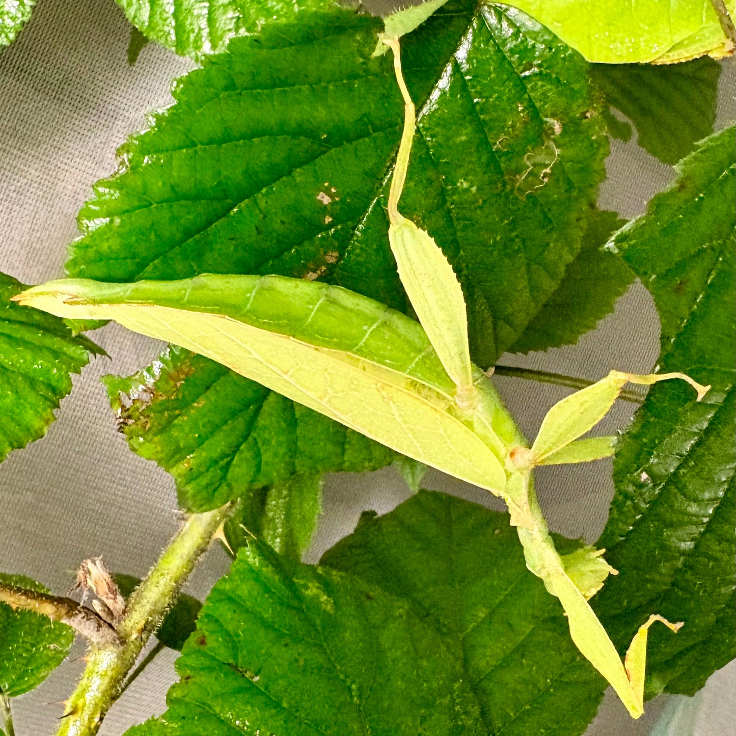 Phyllium philippinicum Eggs