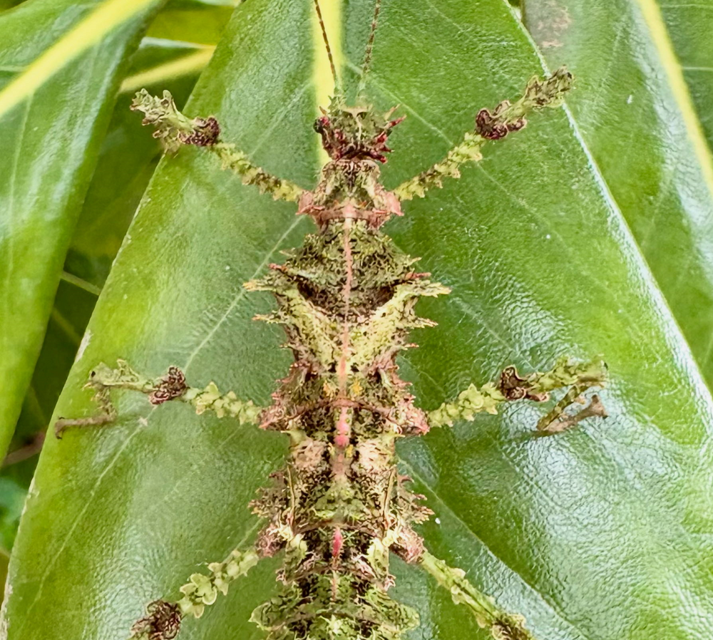 Taraxippus samarae "Siquirres" Eggs