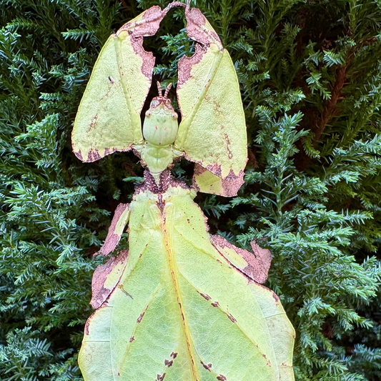 Pulchriphyllium giganteum "Taph Hills" Eggs
