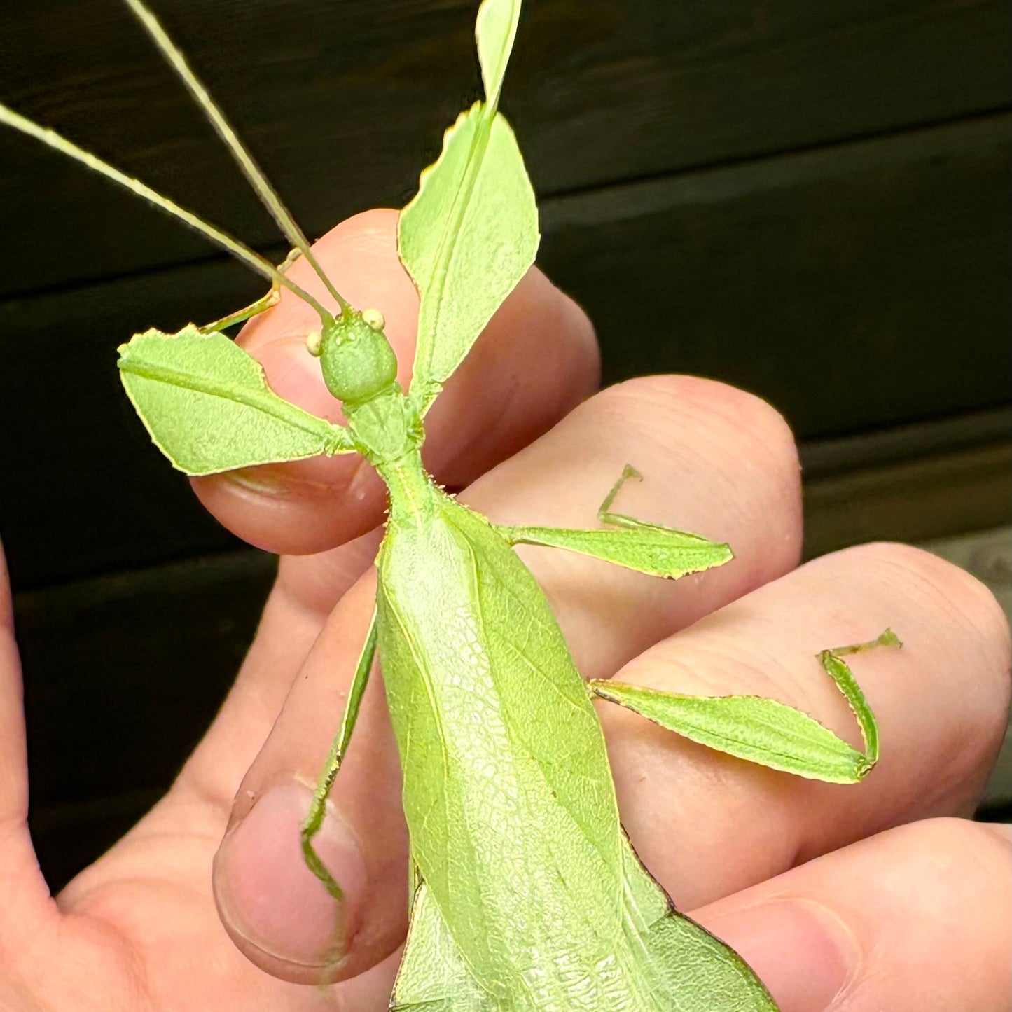 Cryptophyllium limogesi "Thac Krong Kmar" Nymphs