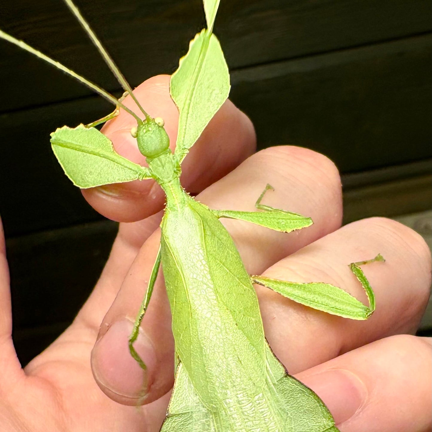 Cryptophyllium limogesi "Thac Krong Kmar" Eggs