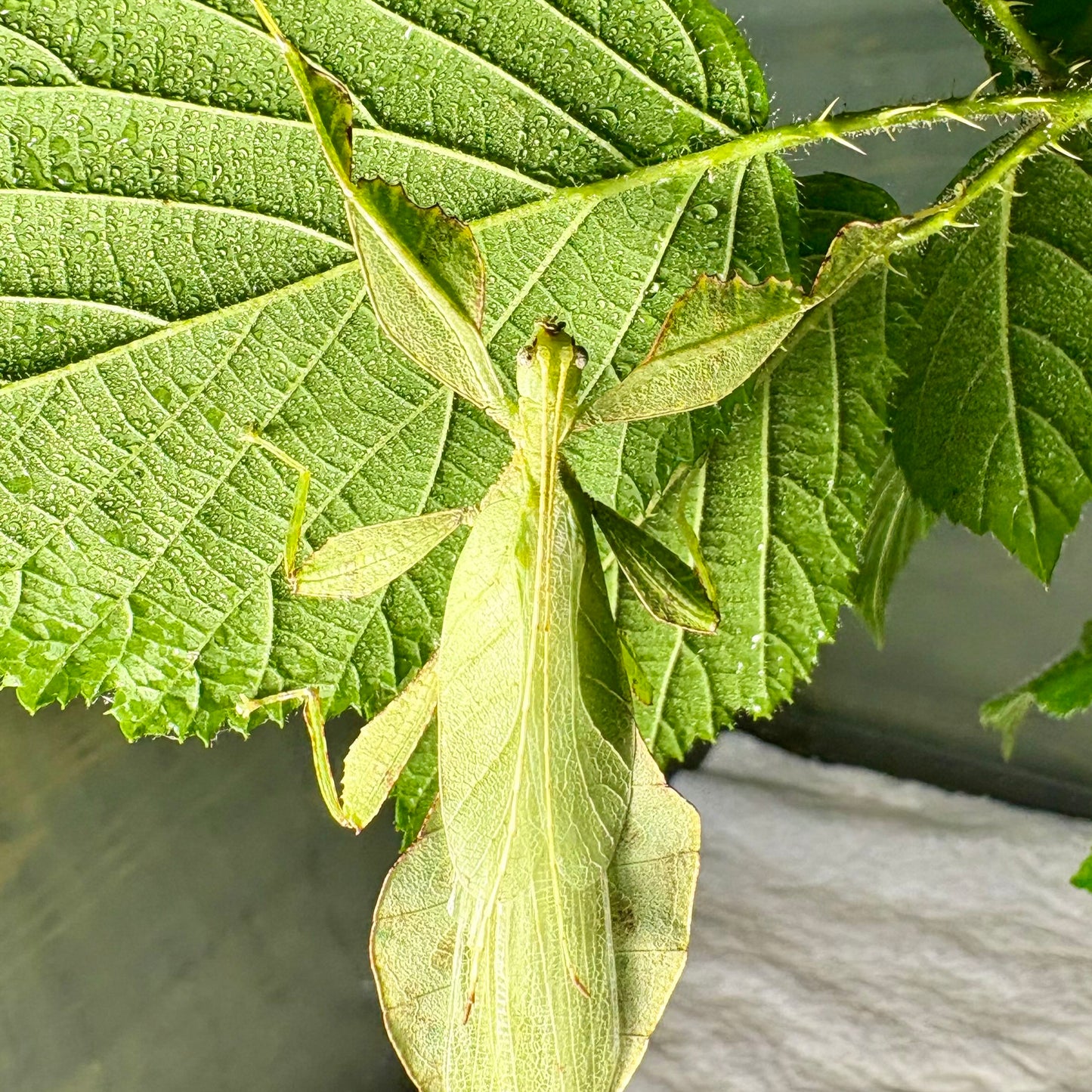 Cryptophyllium oyae "Ban Saleuy" Eggs