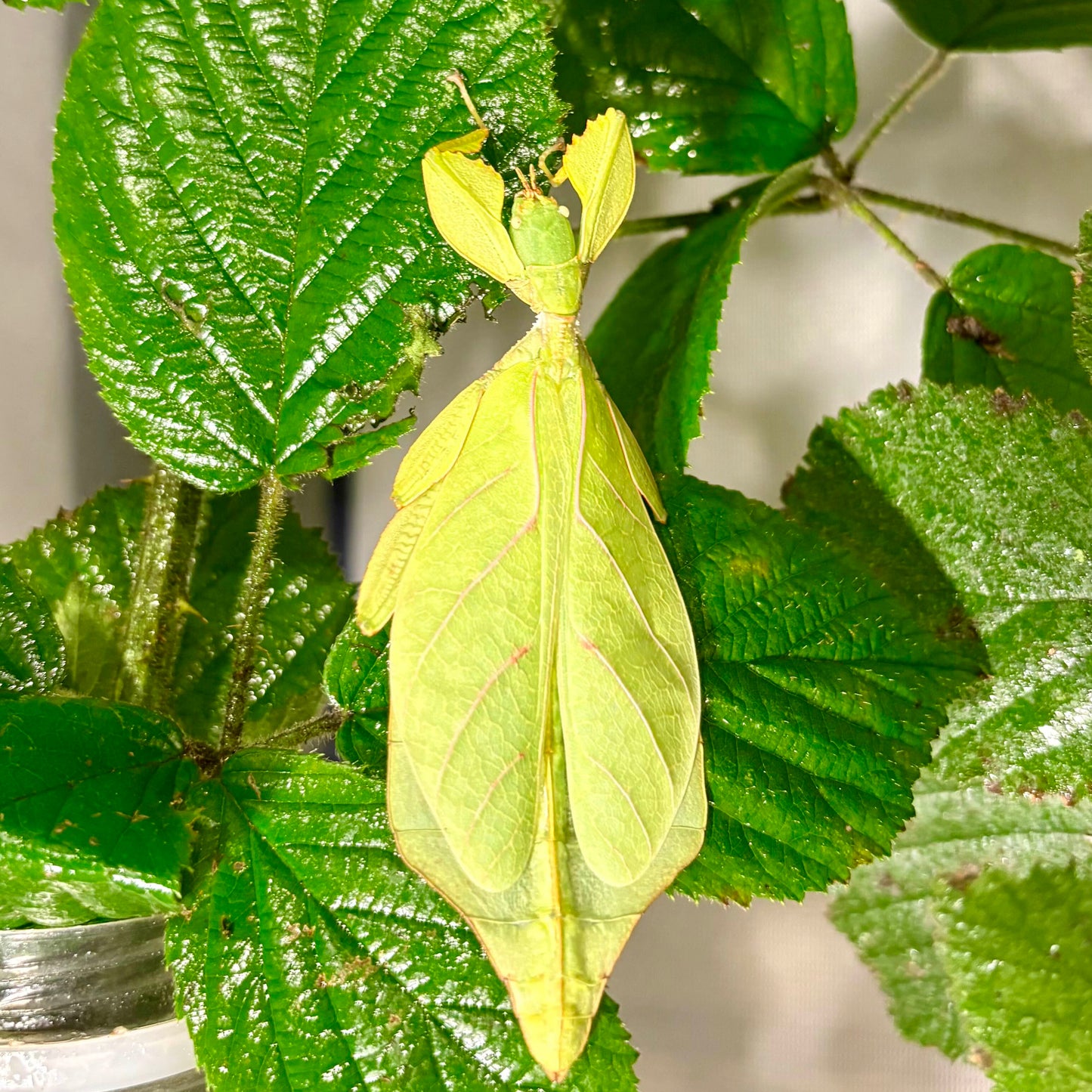Phyllium gantungense "Rizal" Nymphs