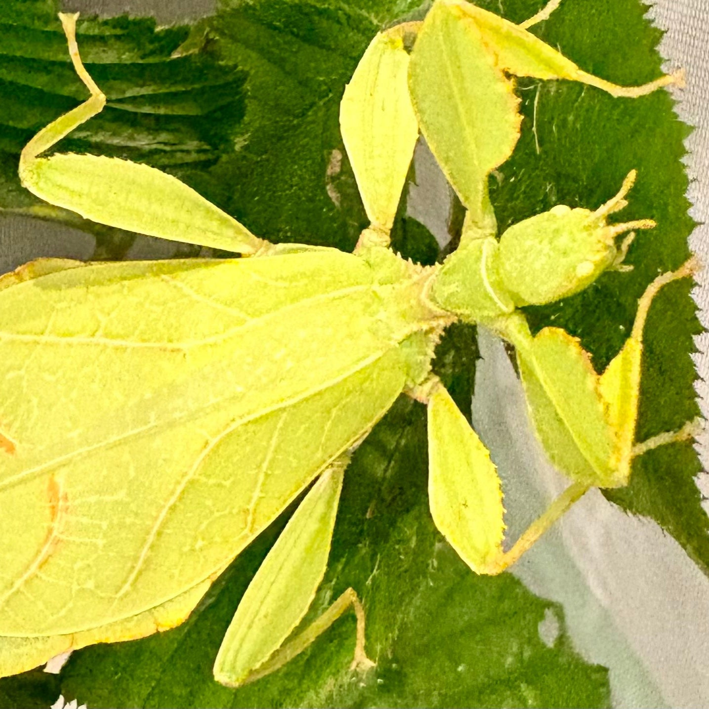 Phyllium philippinicum Nymphs