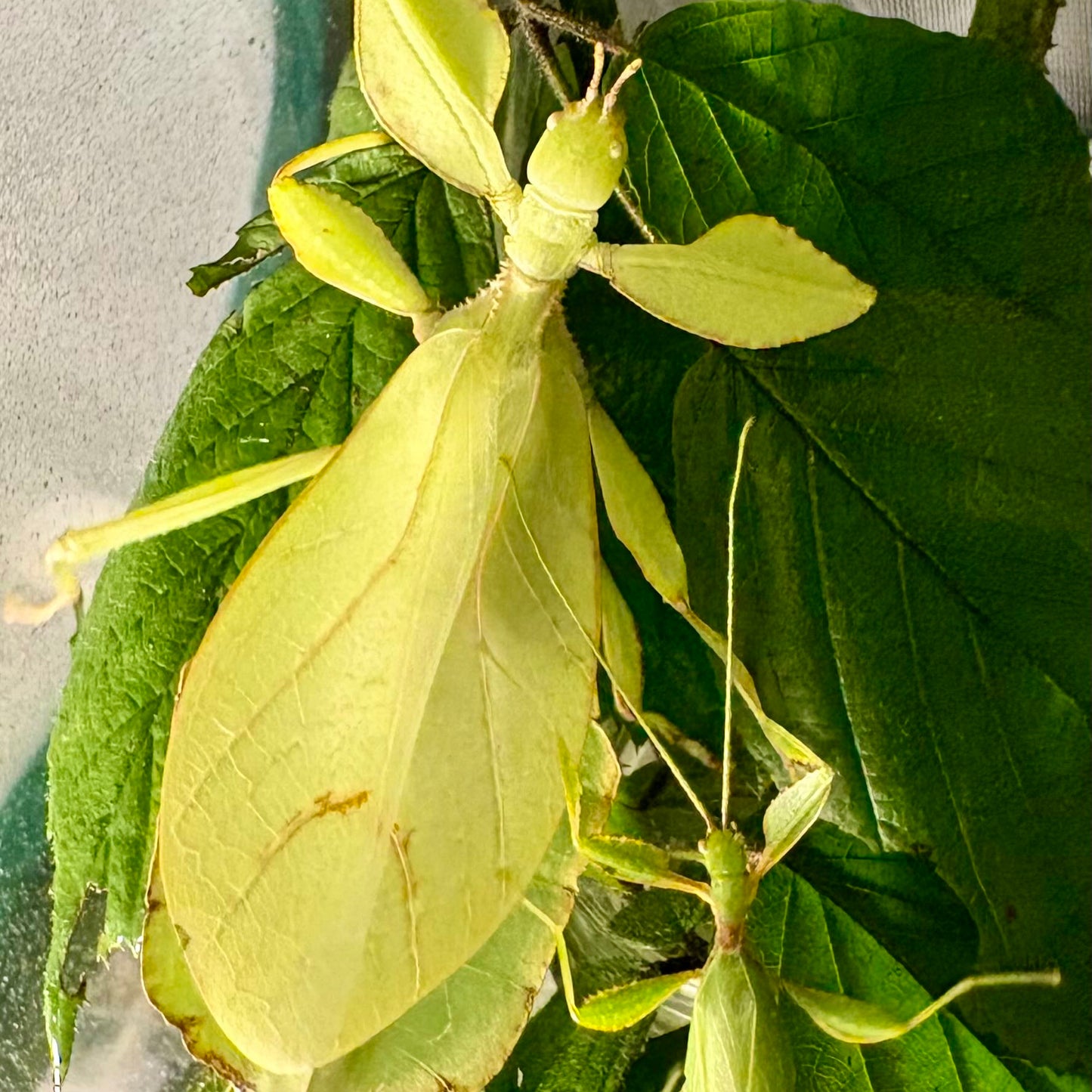 Phyllium philippinicum Nymphs