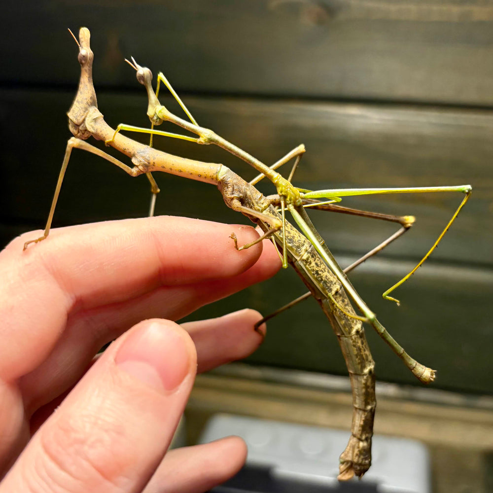Horsehead Grasshopper Nymphs