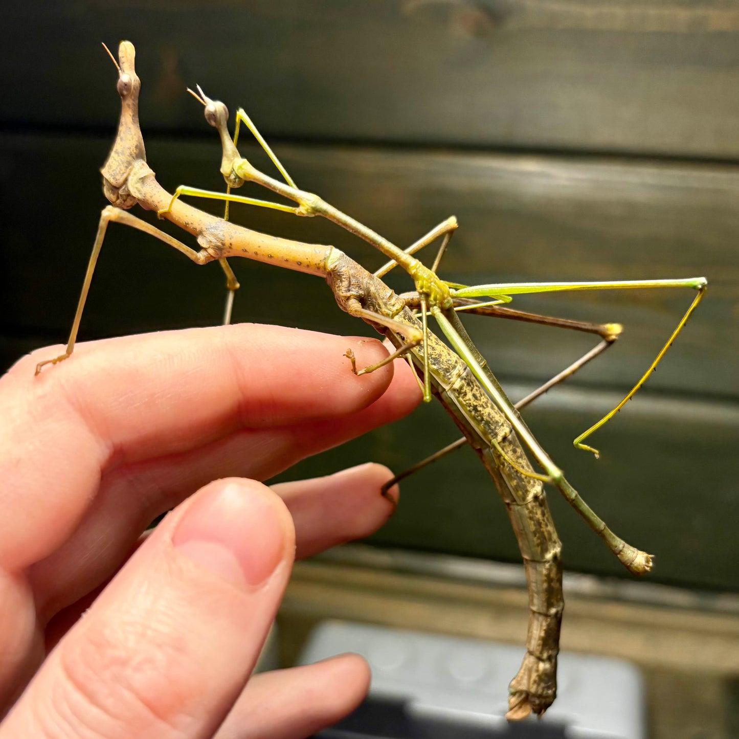 Horsehead Grasshopper Nymphs