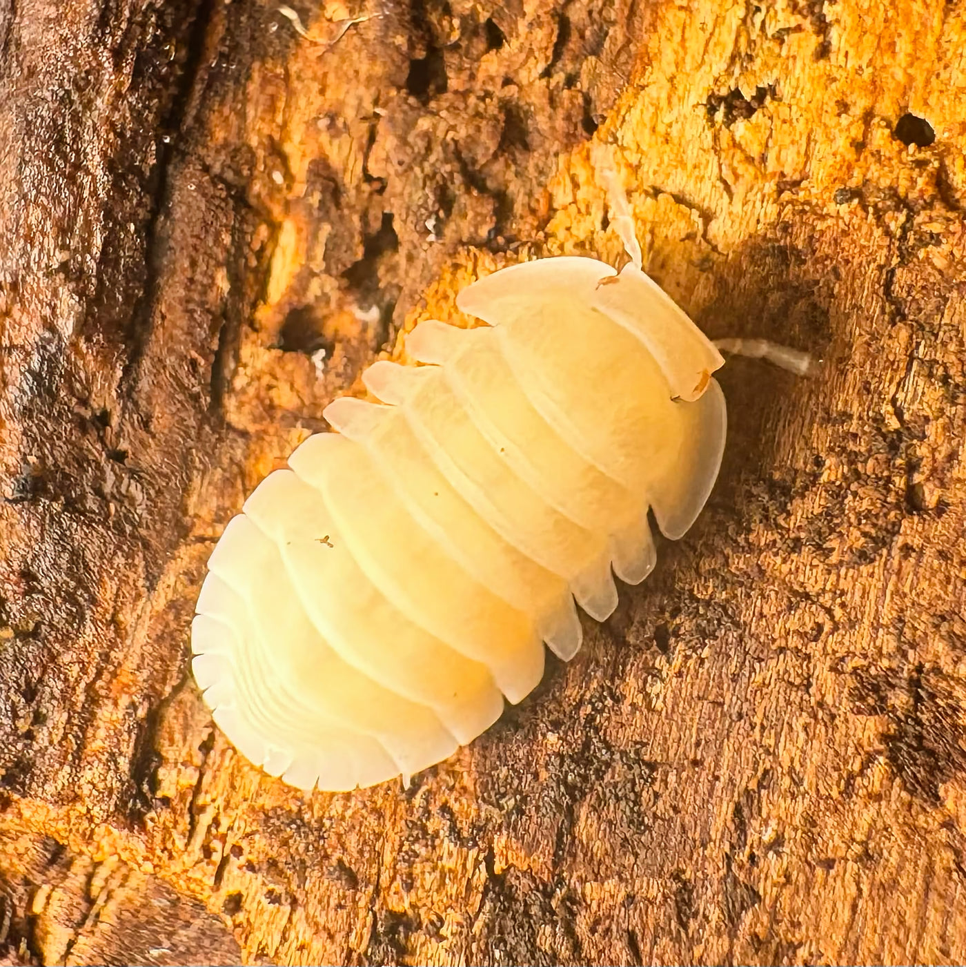 Cubaris sp "Amber Ducky Albino"