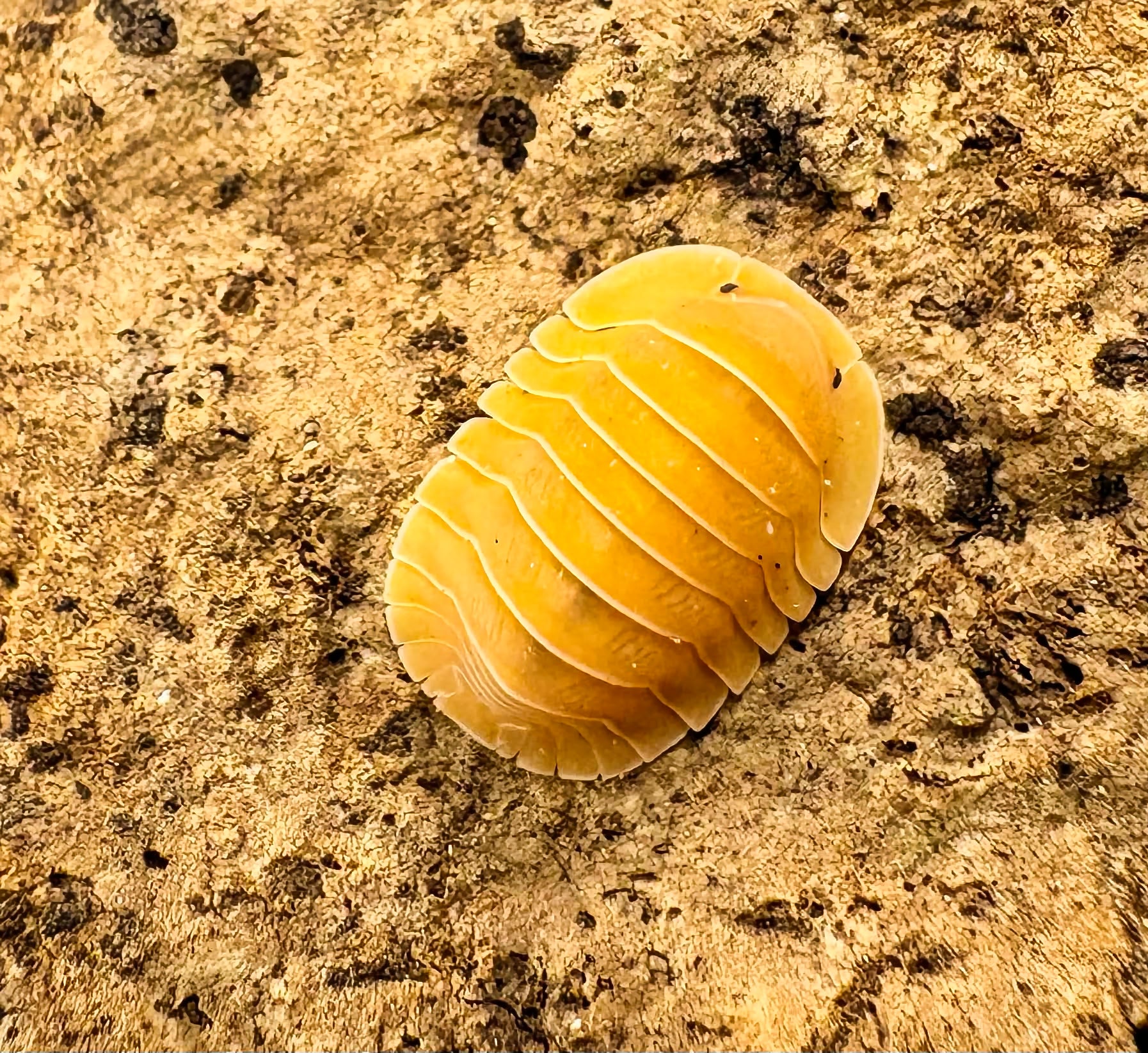 Cubaris sp "Crabby"