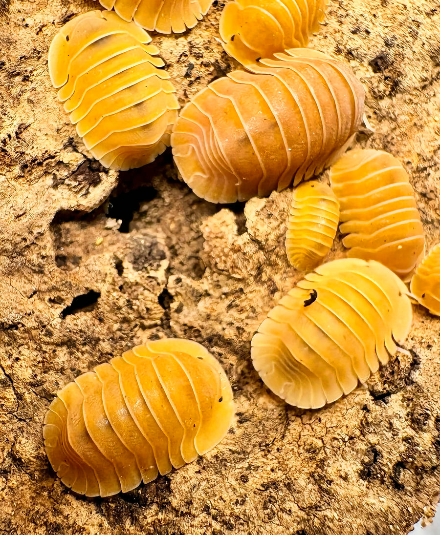 Cubaris sp "Crabby"