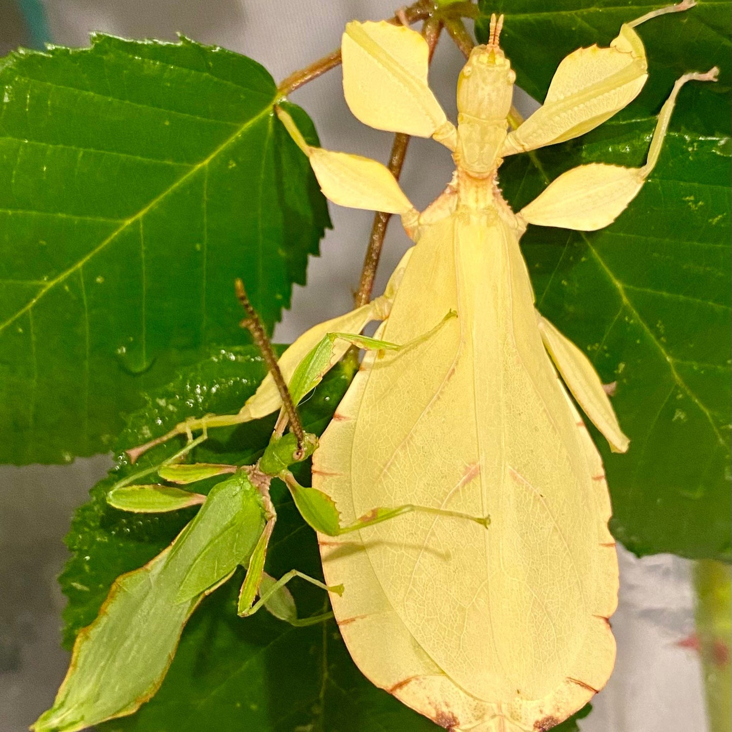 Phyllium letiranti "Tataba" Nymphs