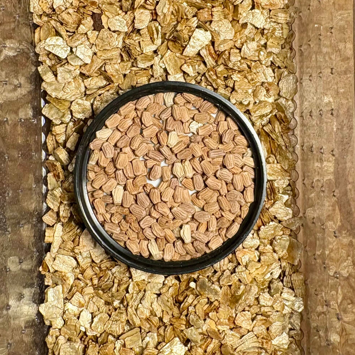 Phyllium letiranti "Tataba" Eggs