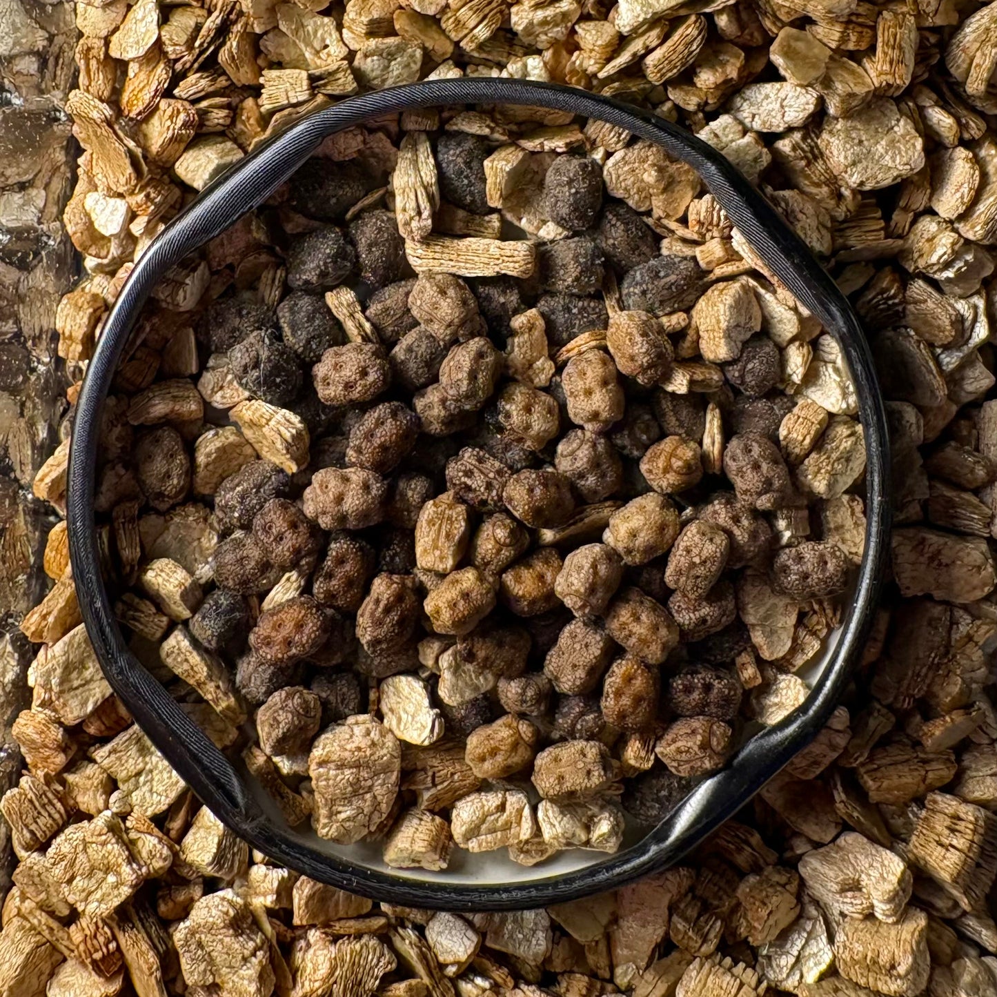 Cryptophyllium limogesi "Thac Krong Kmar" Eggs