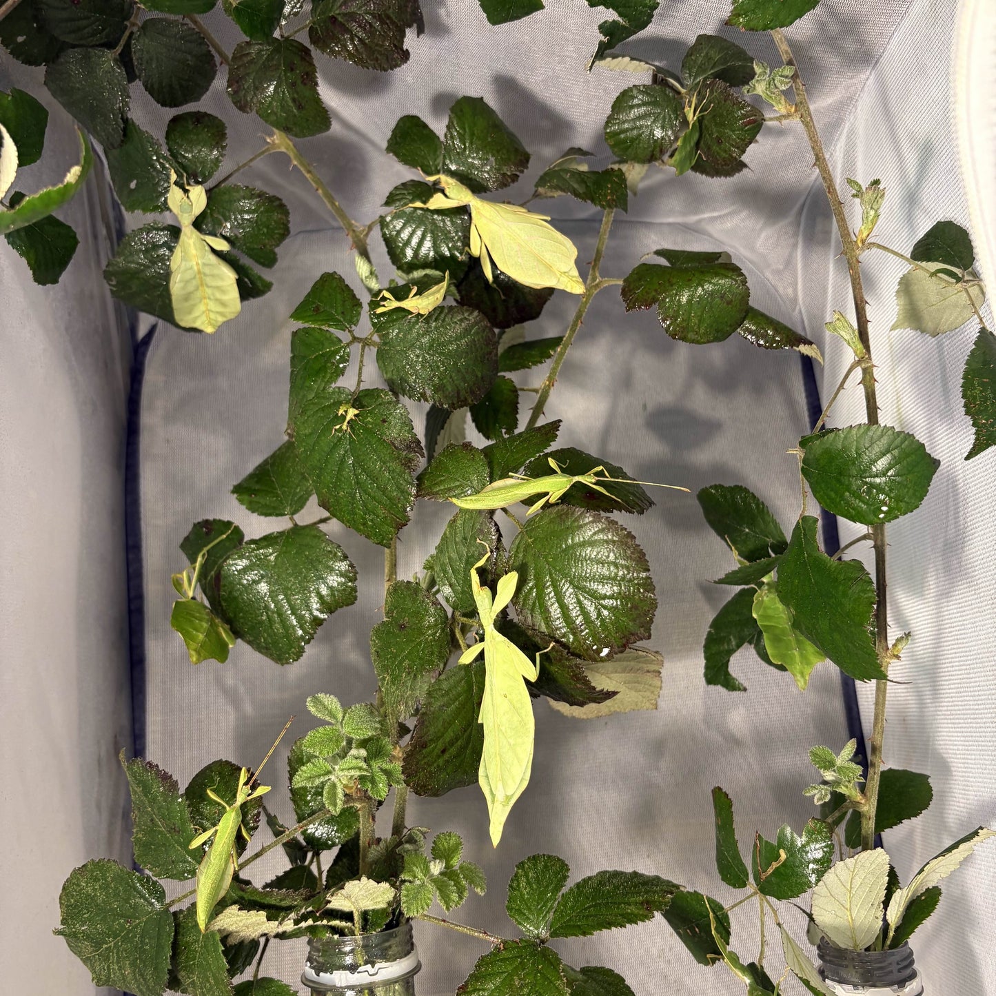 Phyllium gantungense "Rizal" Nymphs
