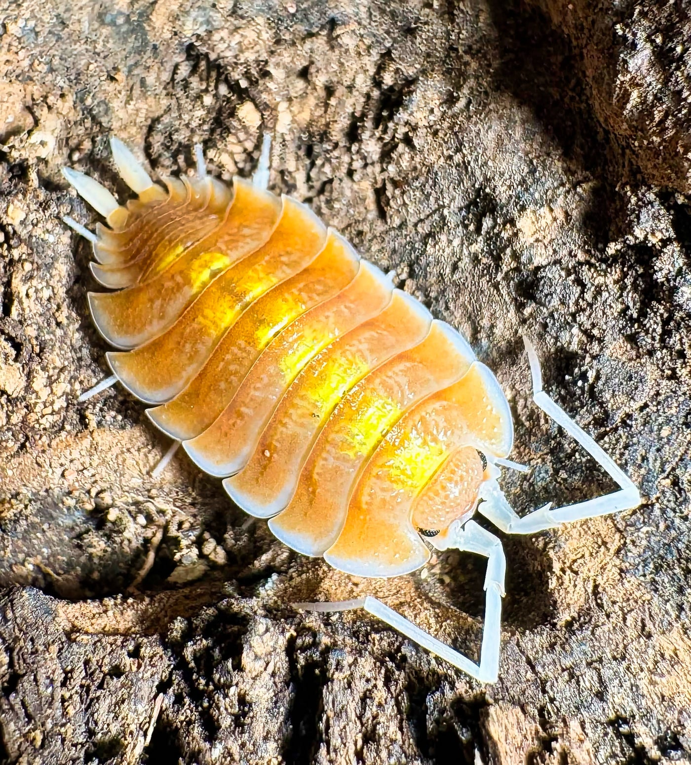 Porcellio Bolivari "Sunset"