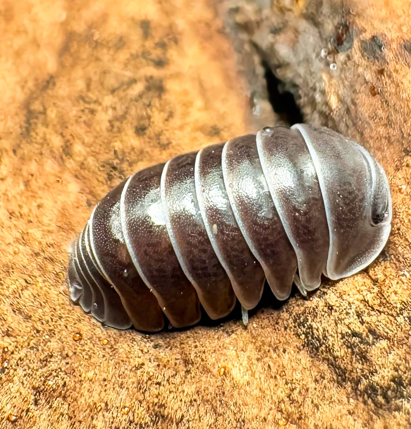 Filipinodillo sp "Borneo Zebra"