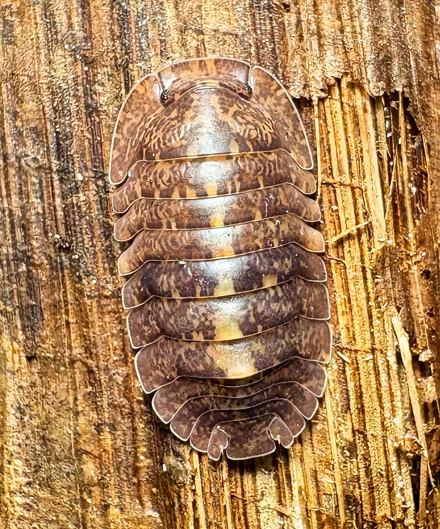 Filipinodillo sp "Giant Banahao"