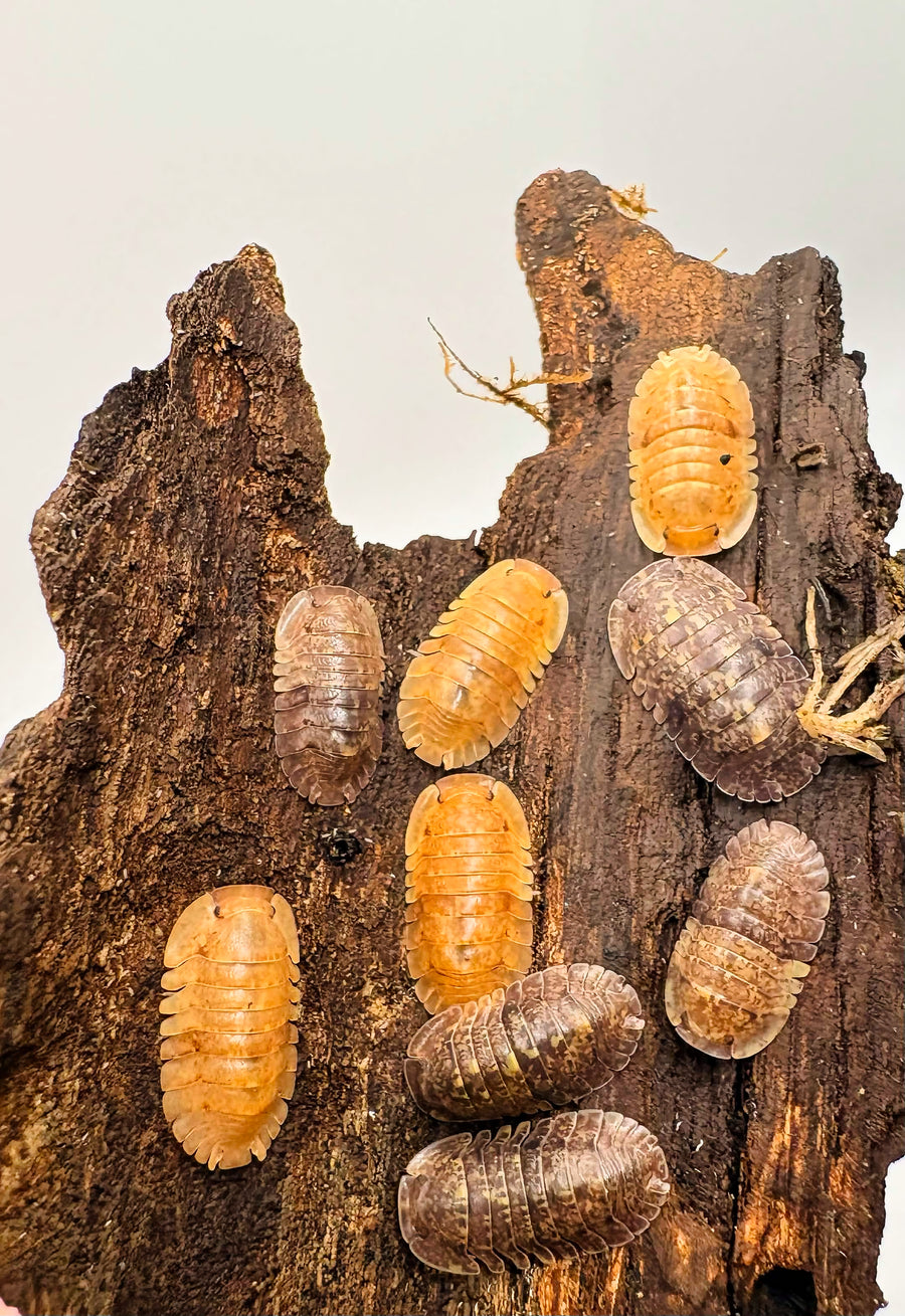Filipinodillo sp "Giant Banahao"