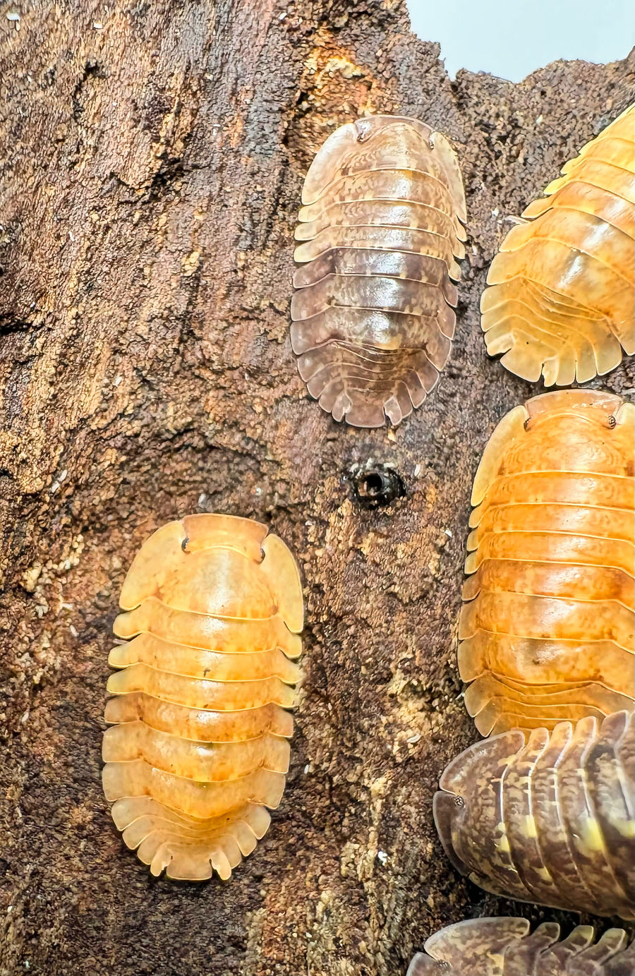 Filipinodillo sp "Giant Banahao"