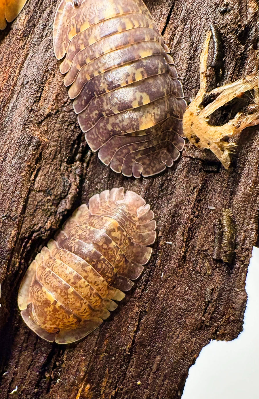 Filipinodillo sp "Giant Banahao"