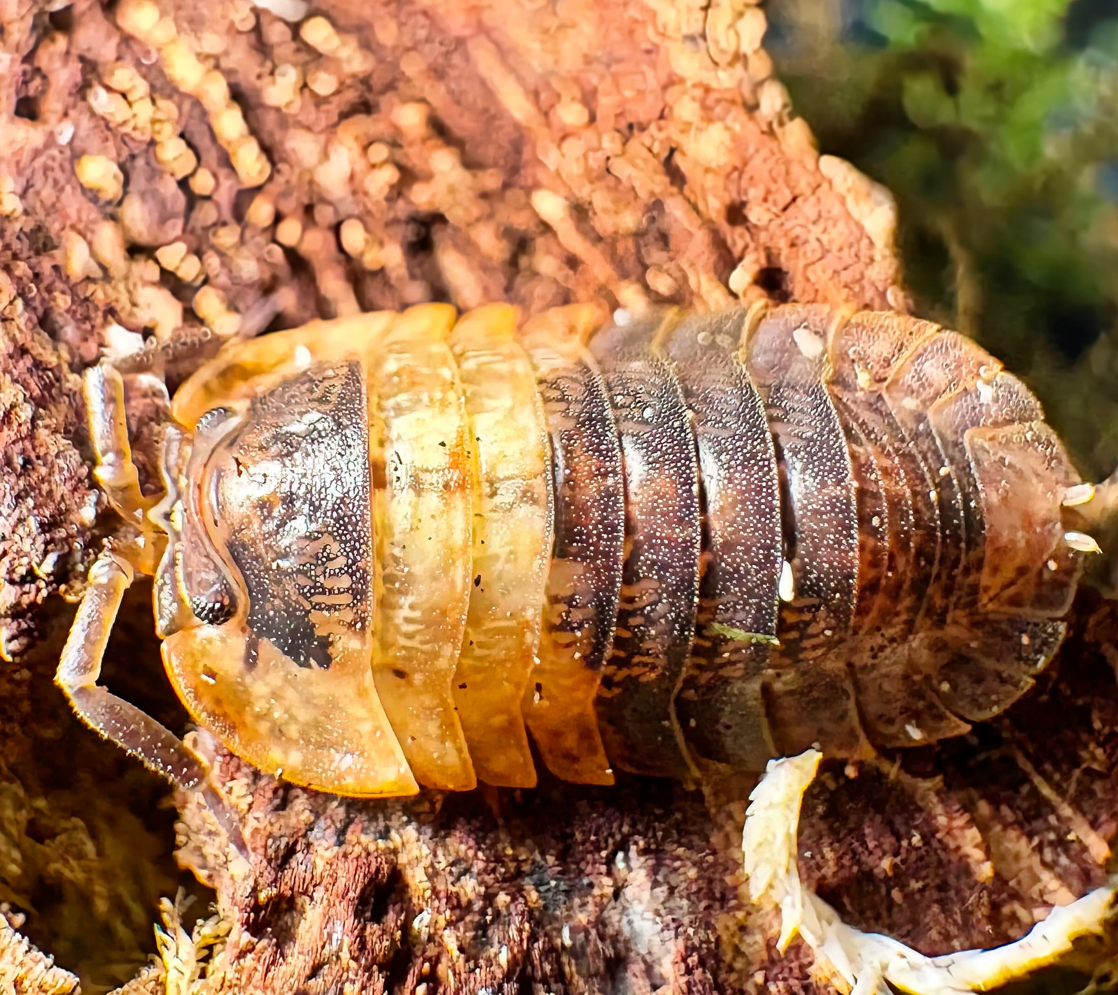 Adinda sp "Grizzly Bear"
