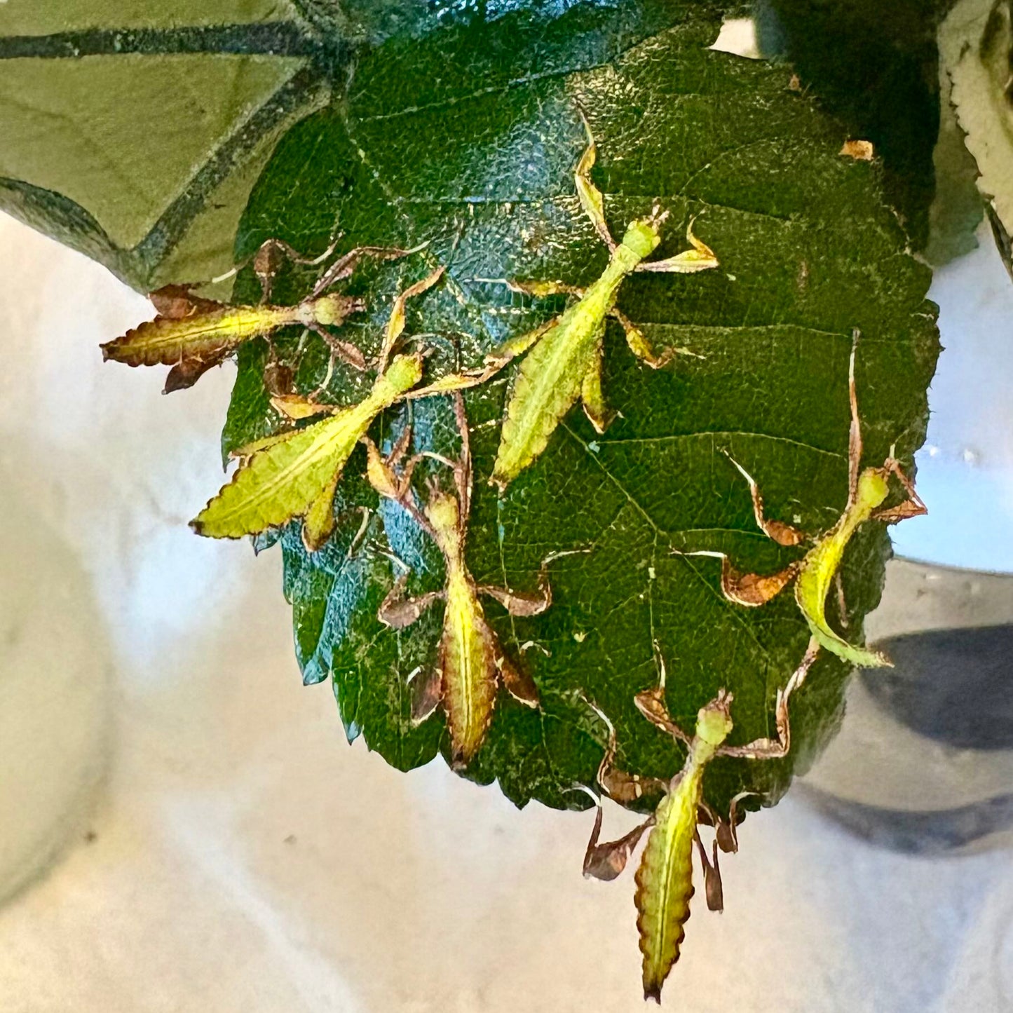 Phyllium letiranti "Tataba" Nymphs