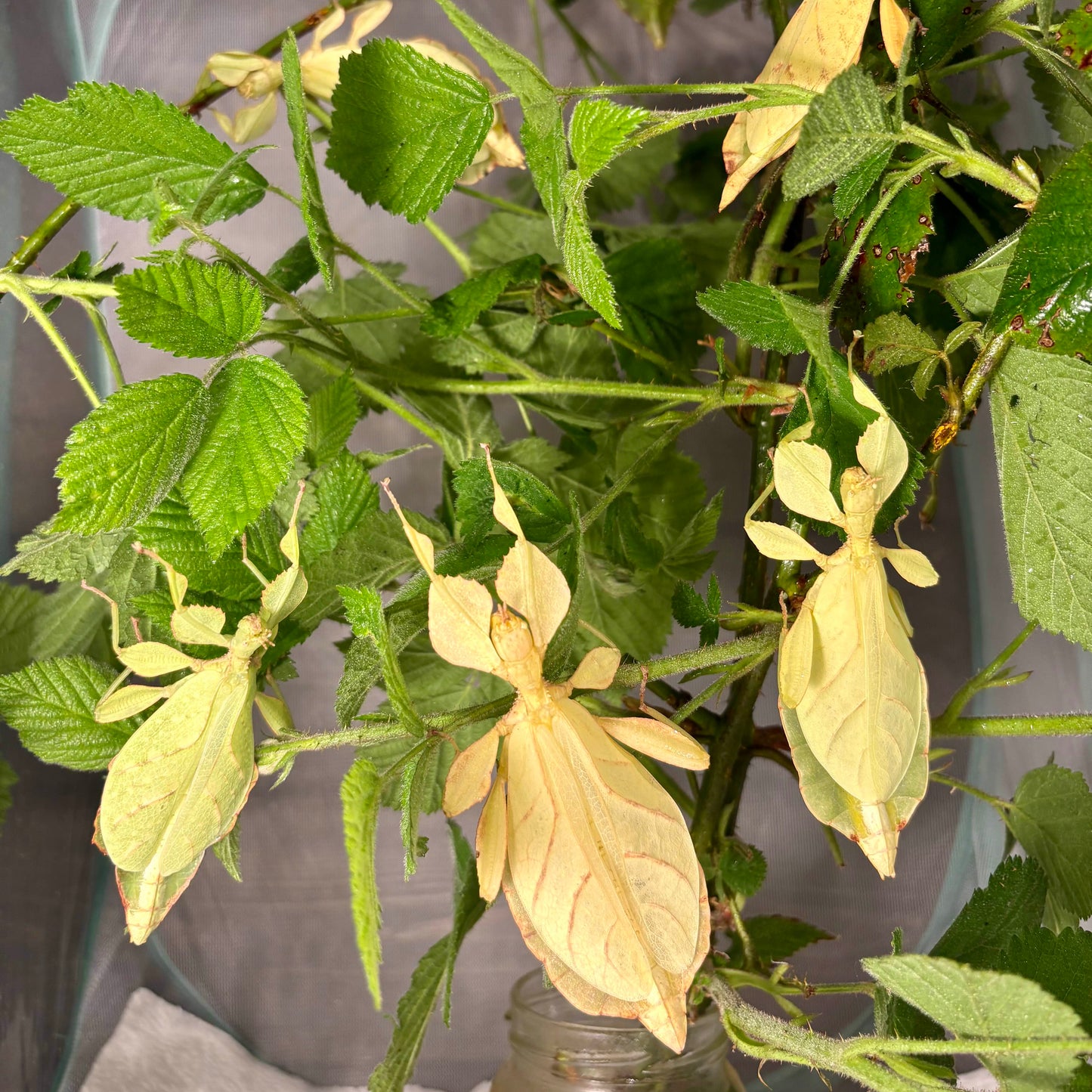 Phyllium letiranti "Tataba" Eggs