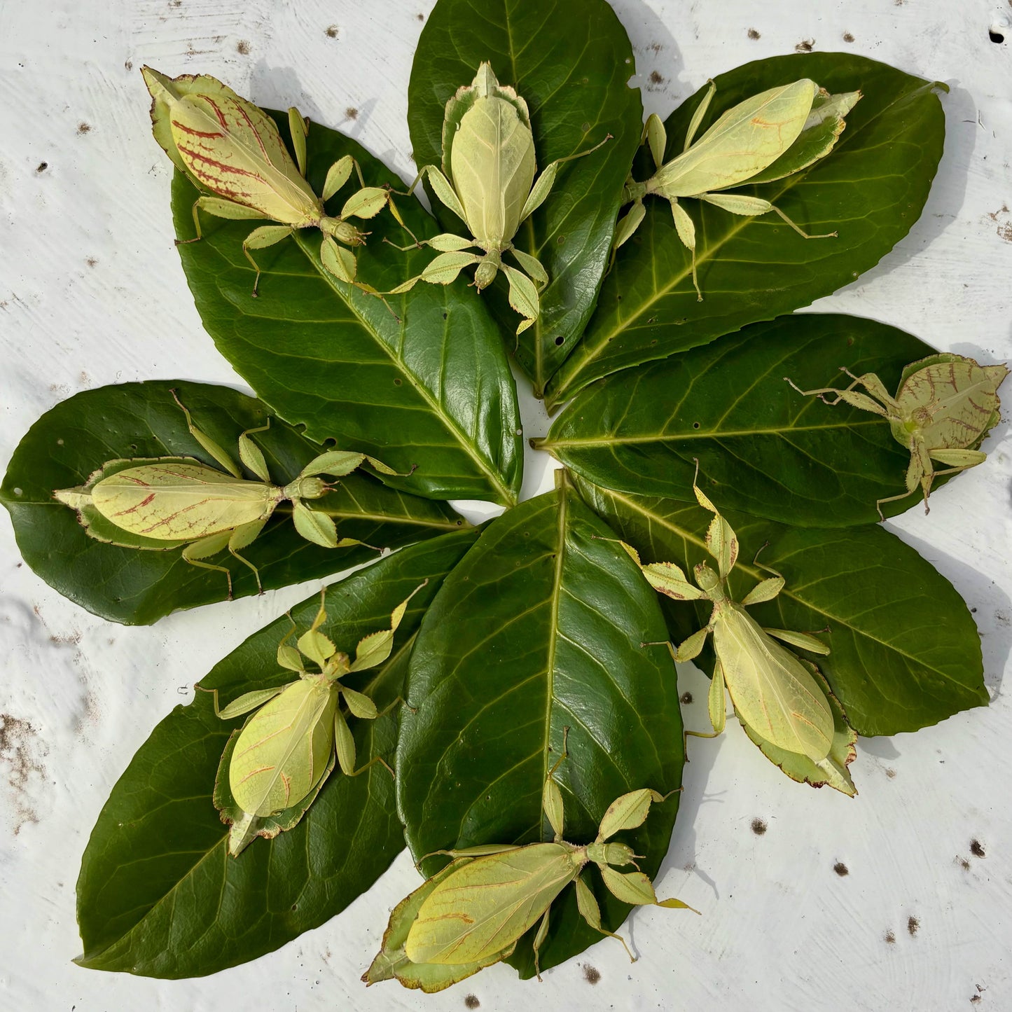 Phyllium philippinicum Nymphs