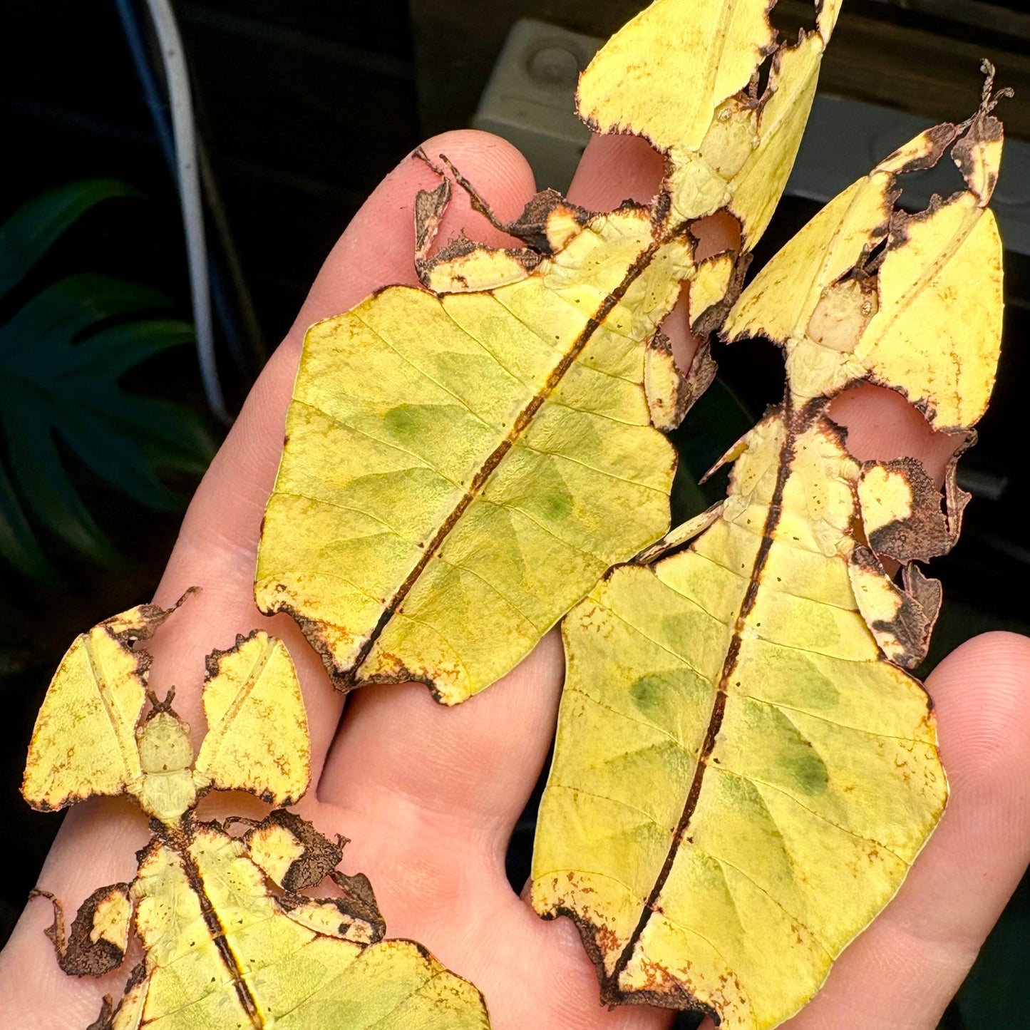Pulchriphyllium giganteum "Taph Hills" Eggs