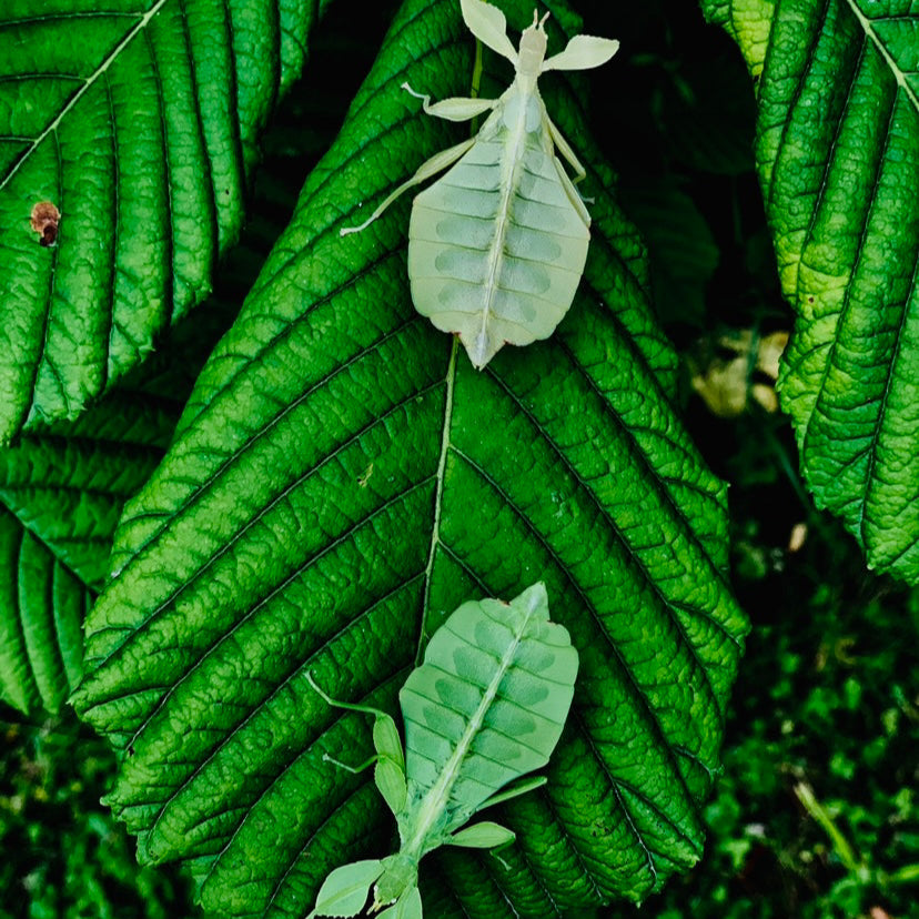 Phyllium philippinicum Eggs