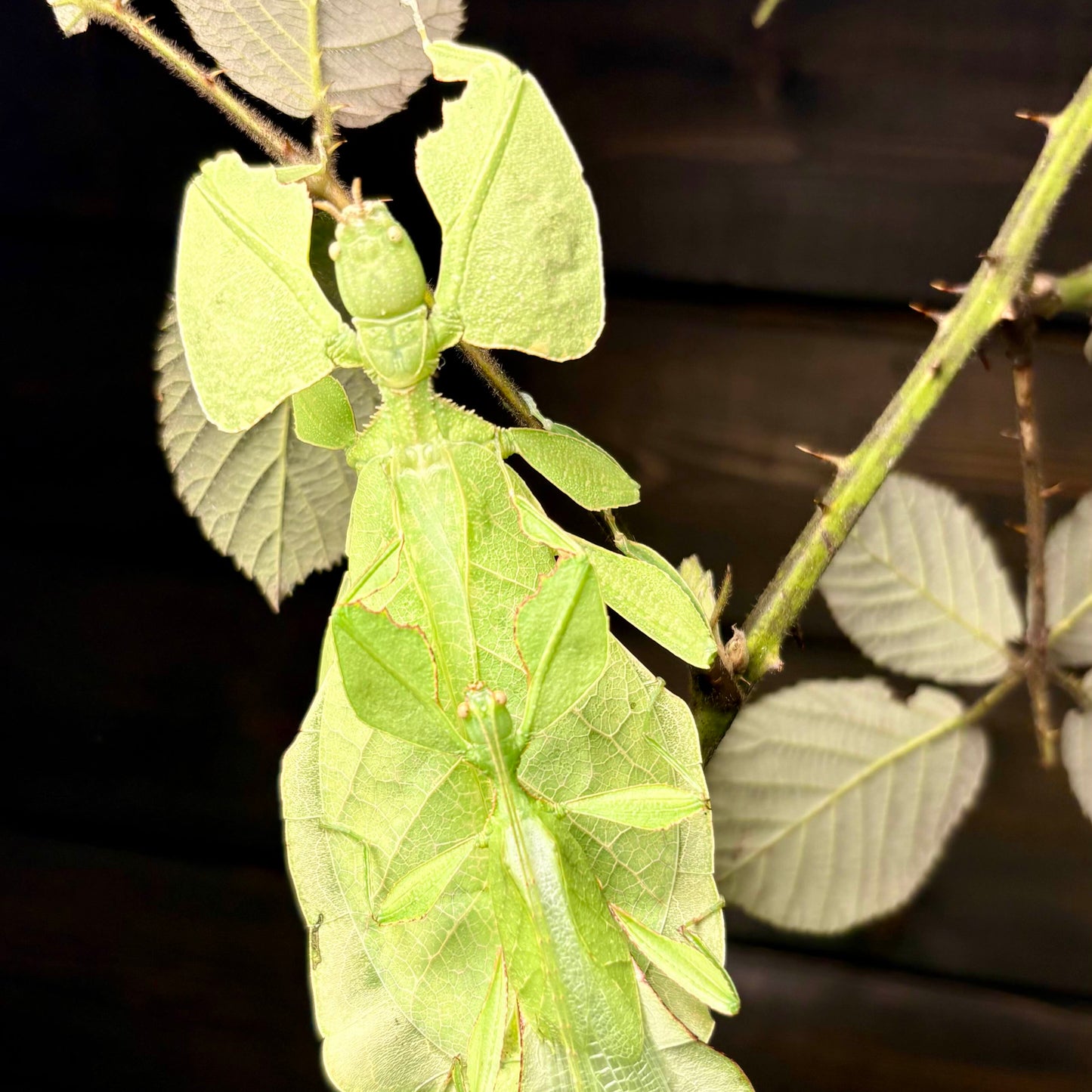 Cryptophyllium limogesi "Thac Krong Kmar" Nymphs
