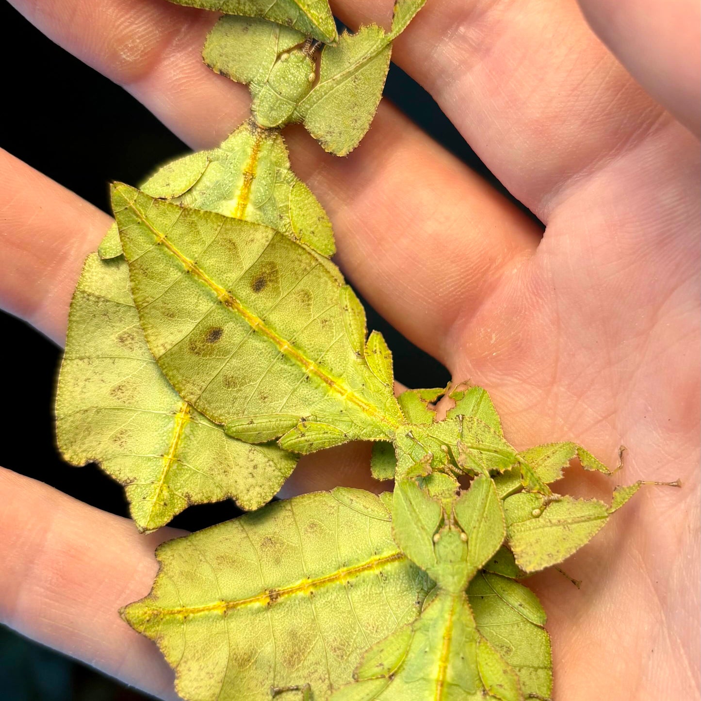 Cryptophyllium oyae "Ban Saleuy" Eggs