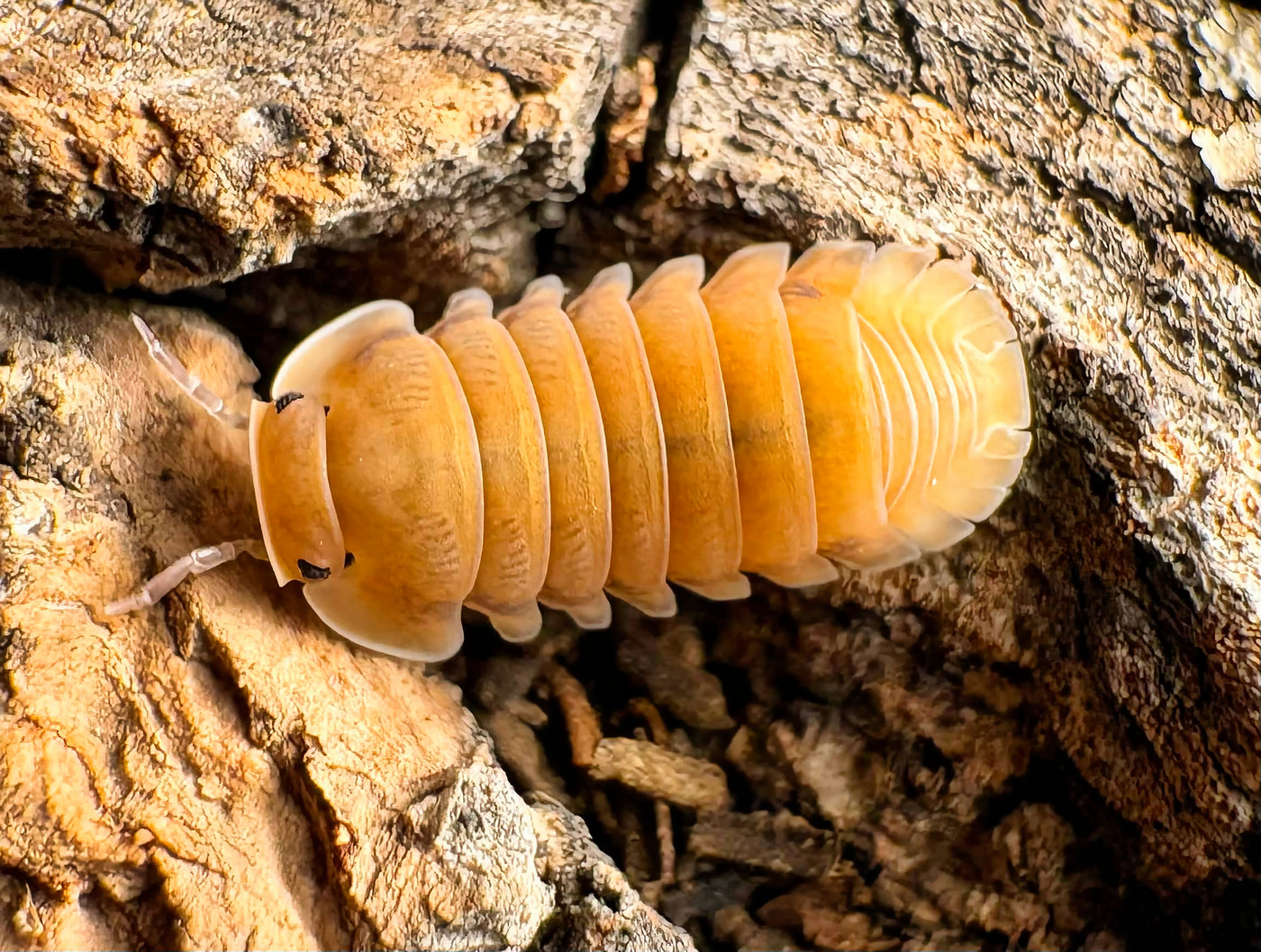 Cubaris sp "Orange Pak Chong"