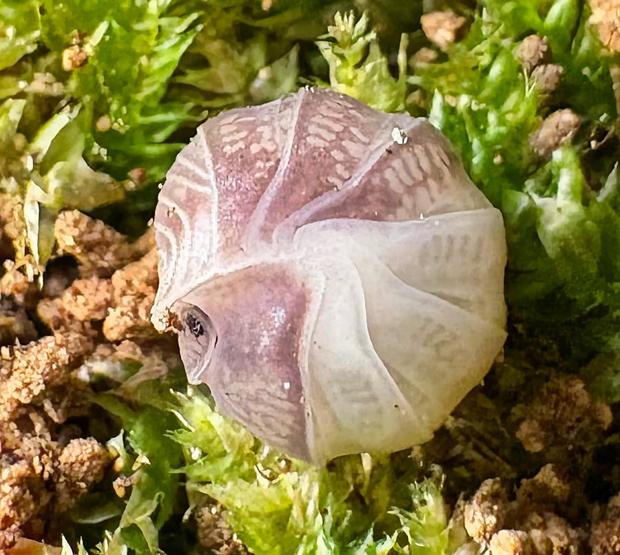Cubaris sp "Panda King"