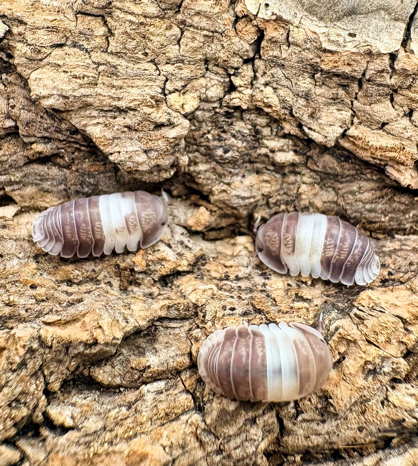 Cubaris sp "Panda King"