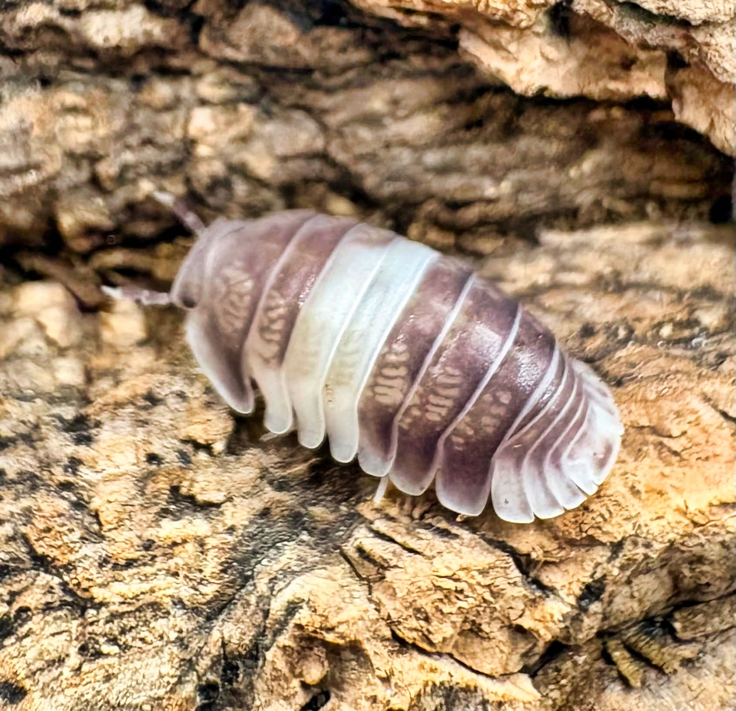 Cubaris sp "Panda King"