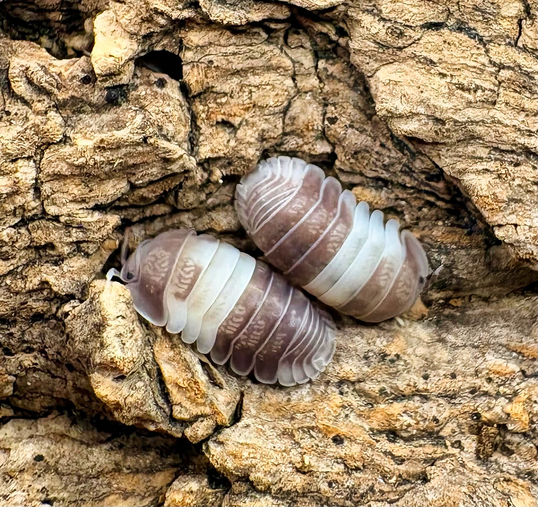 Cubaris sp "Panda King"