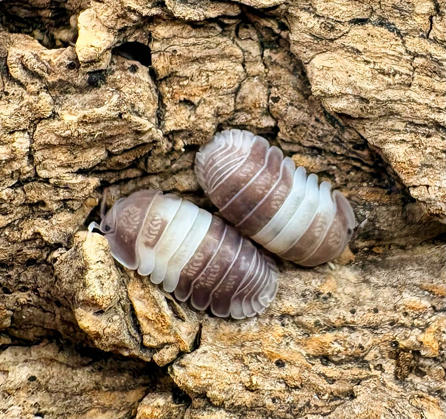 Cubaris sp "Panda King"