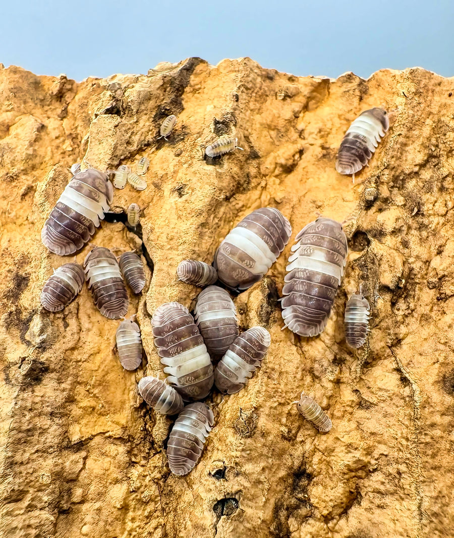 Cubaris sp "Panda King"