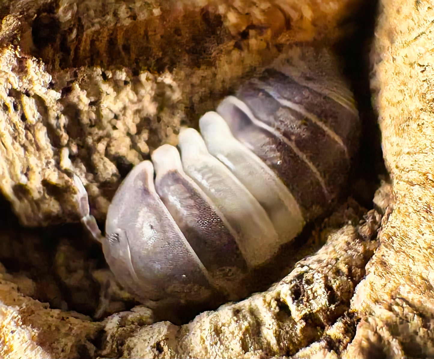 Cubaris sp "Panda King"