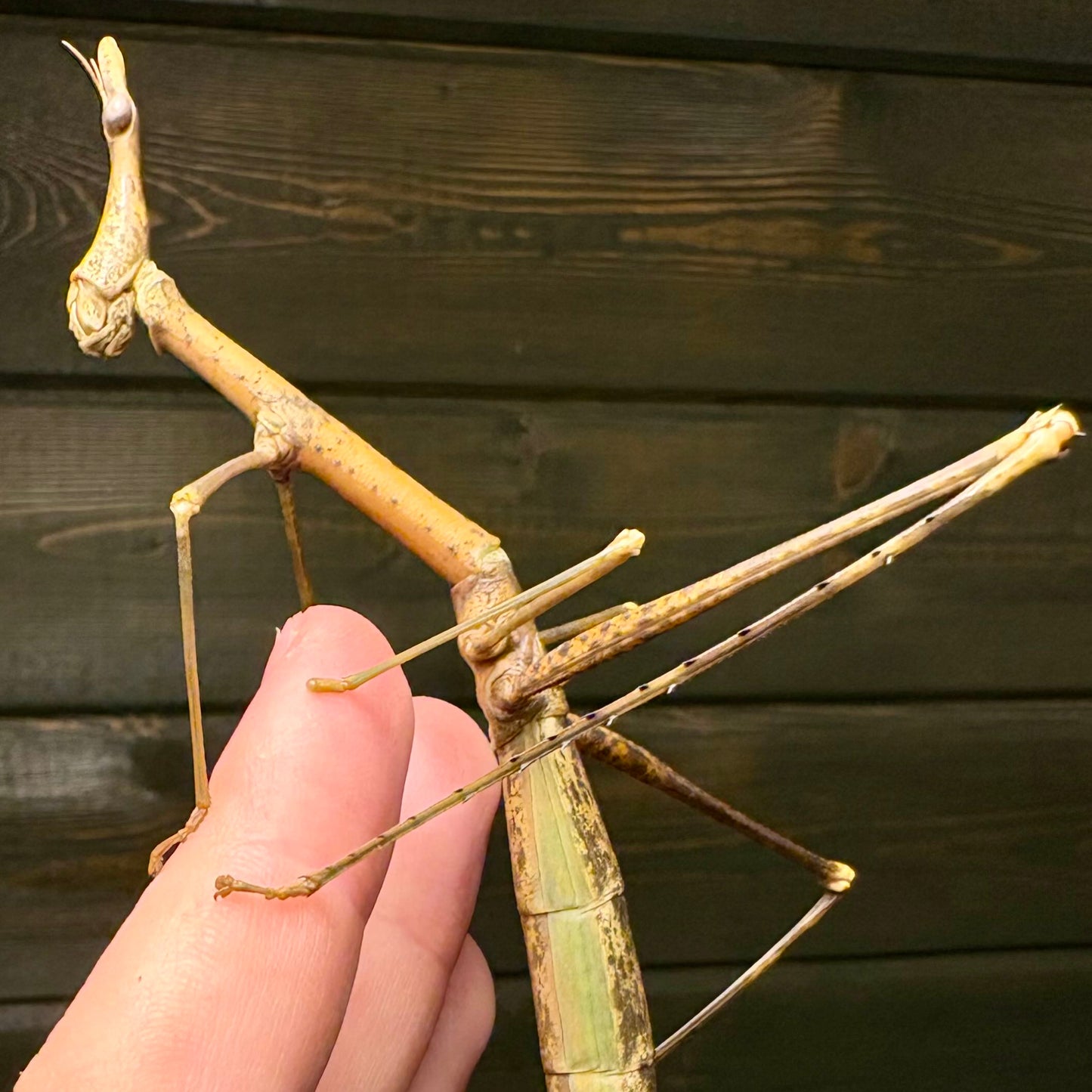 Horsehead Grasshopper Nymphs