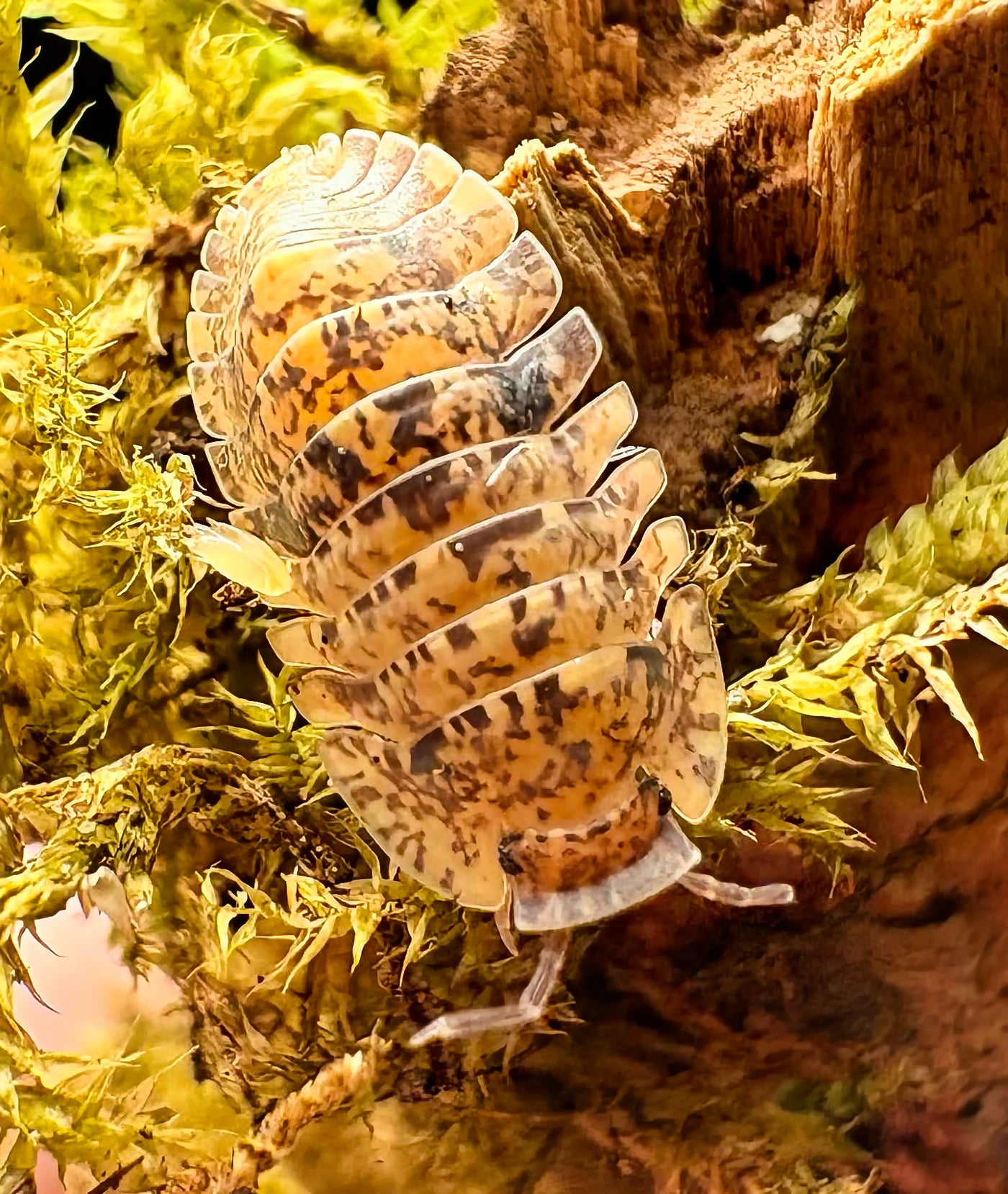 Filipinodillo sp "R5 GIANT"