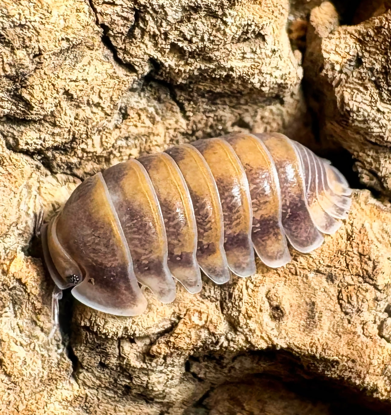 Cubaris sp "Red Pak Chong"