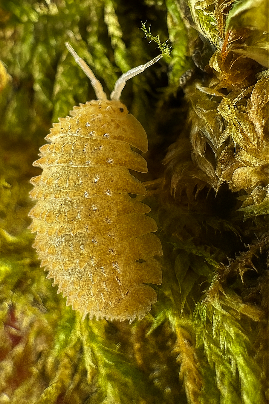 Cristarmadillidium muricatum