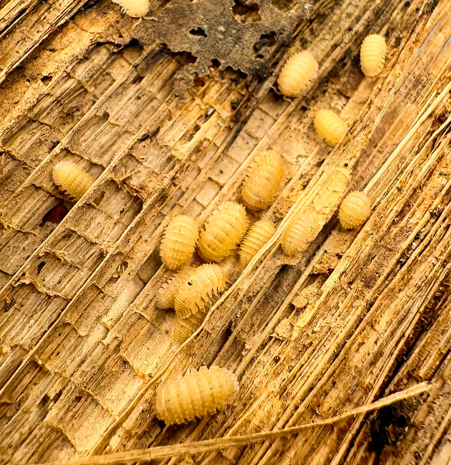 Cristarmadillidium muricatum