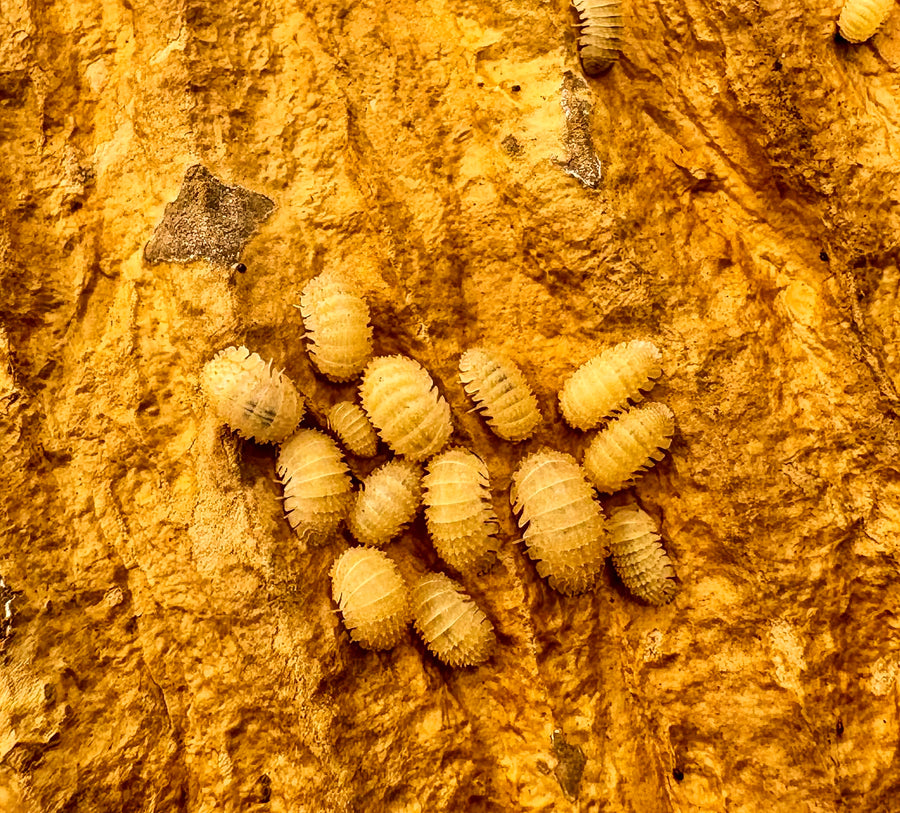 Cristarmadillidium muricatum