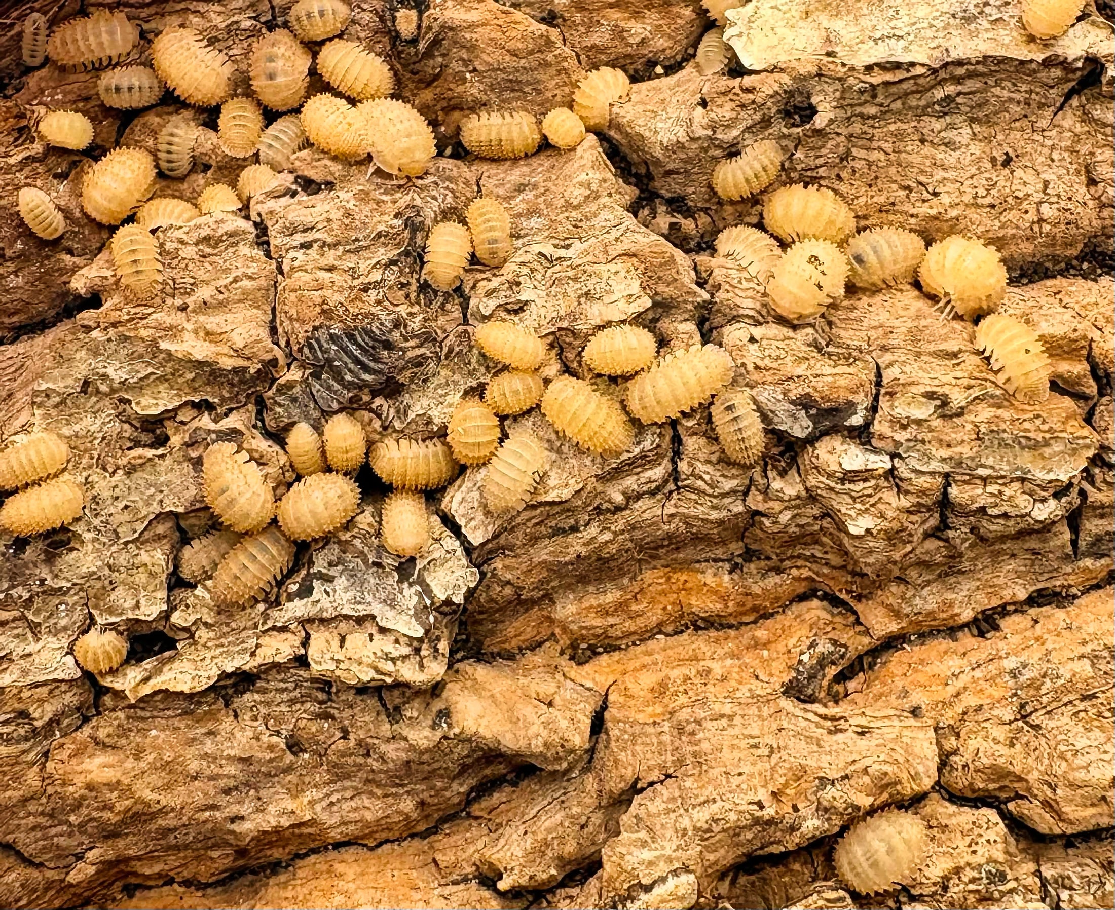 Cristarmadillidium muricatum