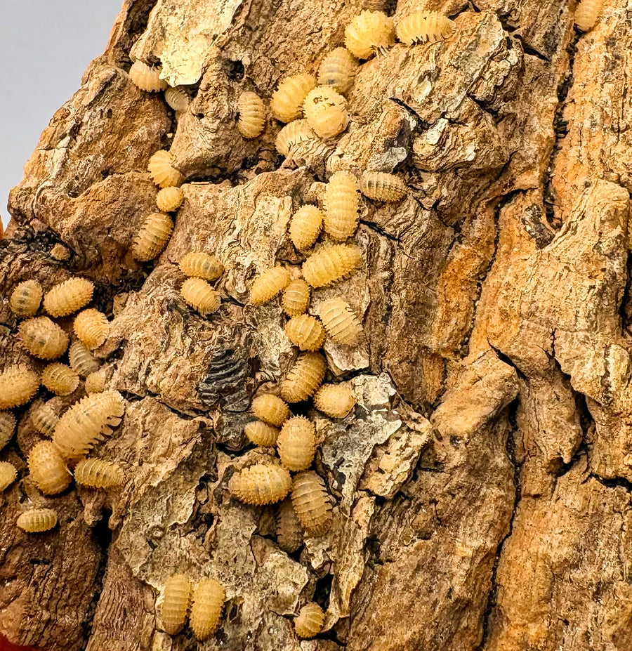 Cristarmadillidium muricatum