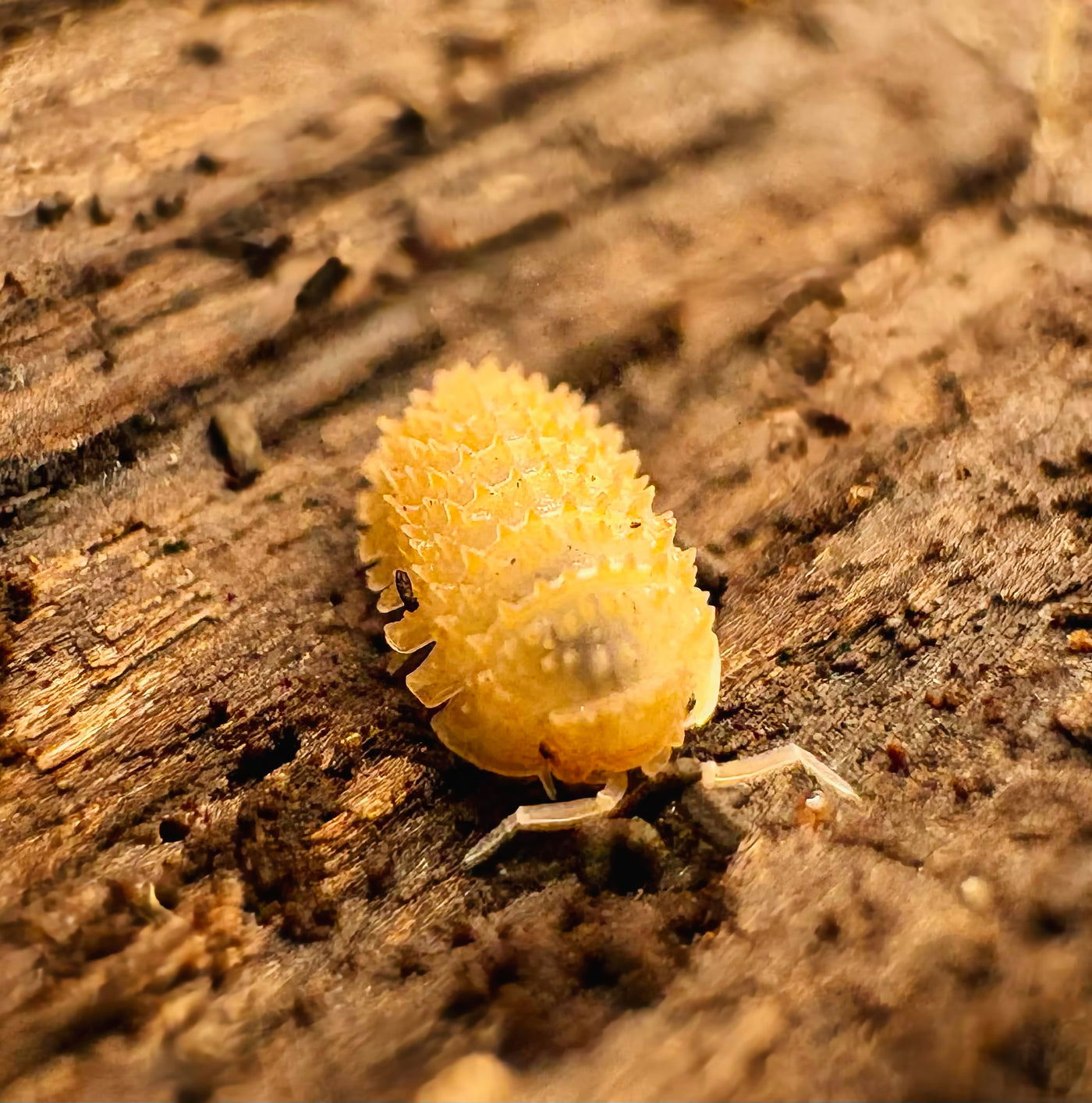 Cristarmadillidium Muricatum